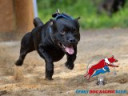 Dog racing říjen a listopad Dog racing říjen a listopad
